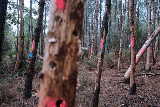 Des arbres infectés par le nématode du pin dans la forêt des Landes, à Seignosse (Landes), le 6 novembre 2025.