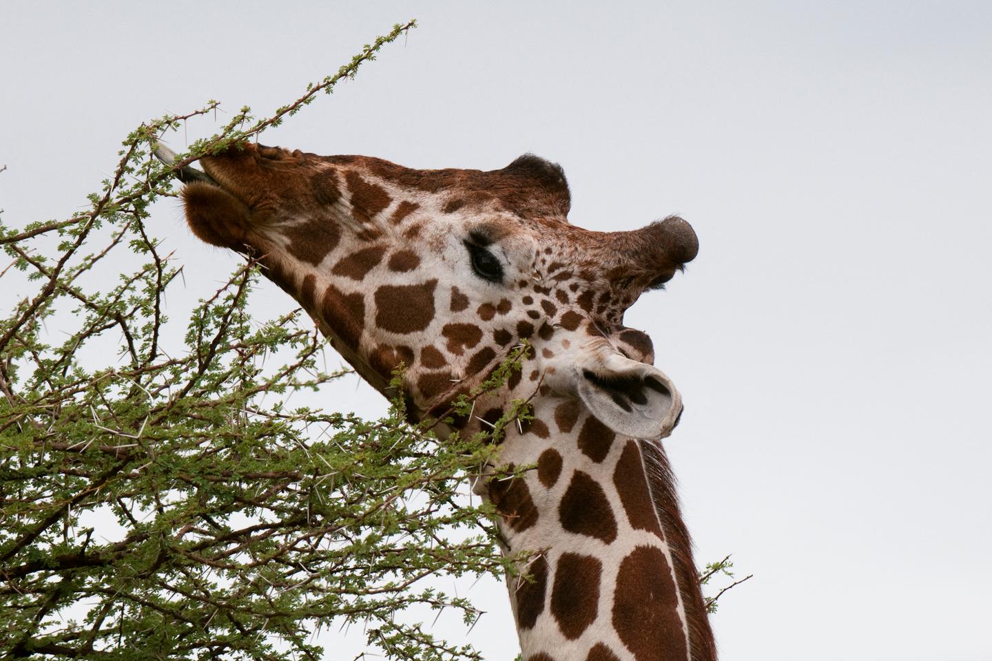 Les grands herbivores d’Afrique suivent la carte du sel Les grands herbivores d’Afrique suivent la carte du sel