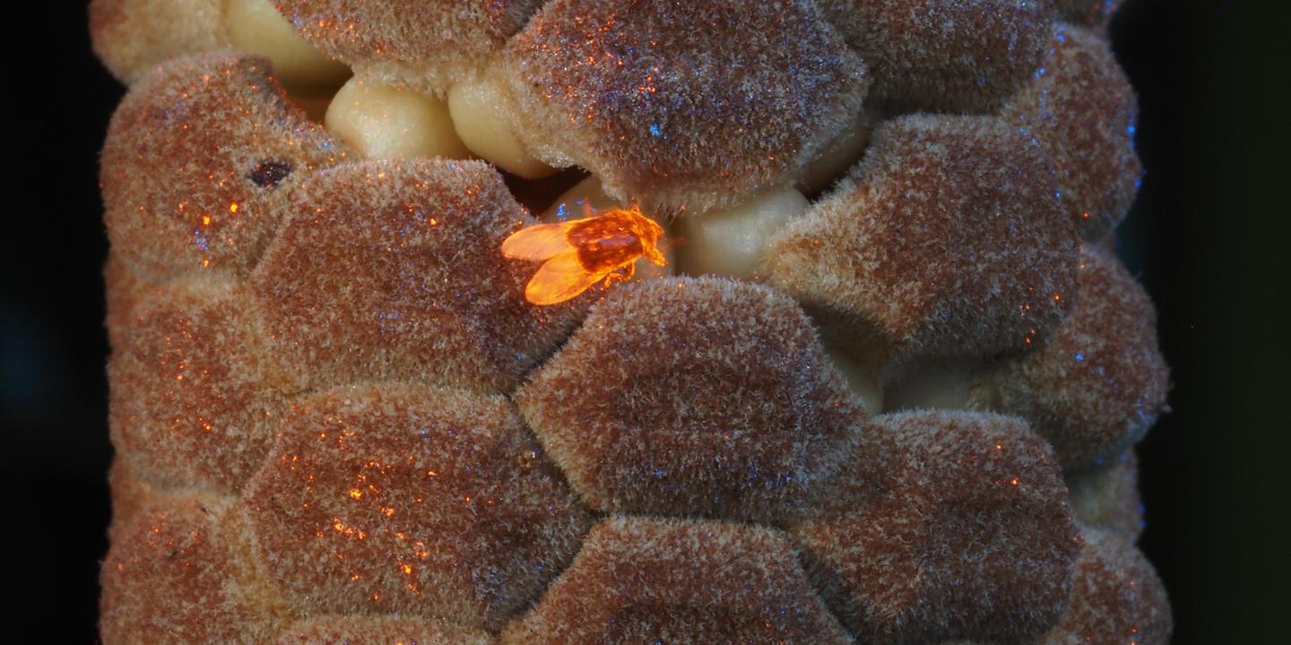 Des plantes archaïques attirent les pollinisateurs par la chaleur