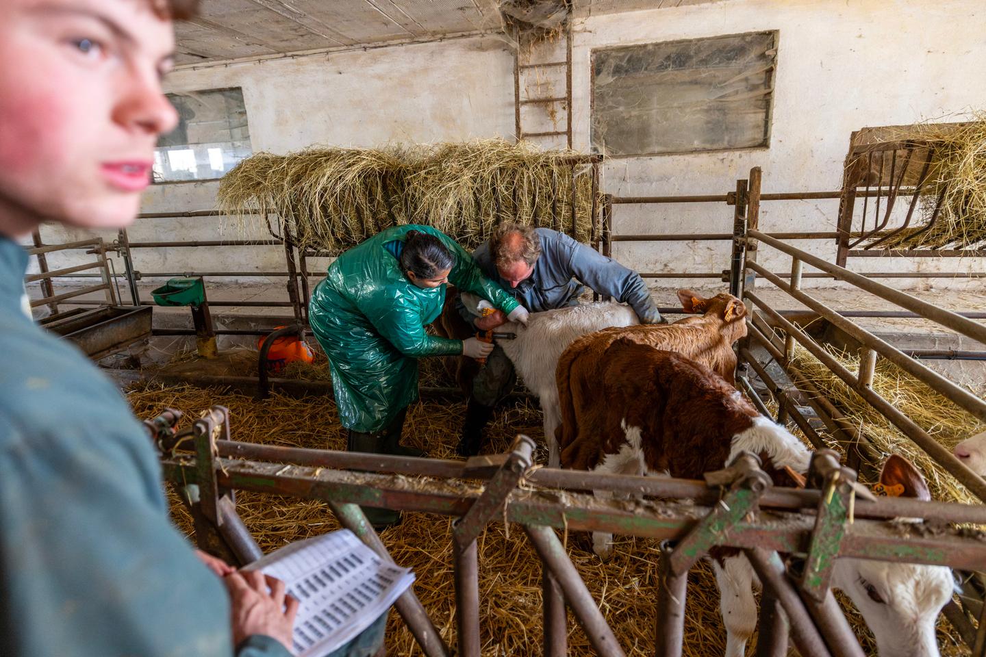 Dermatose nodulaire contagieuse : pourquoi le gouvernement étend la vaccination, sans la généraliser à l’ensemble du territoire Dermatose nodulaire contagieuse : pourquoi le gouvernement étend la vaccination, sans la généraliser à l’ensemble du territoire