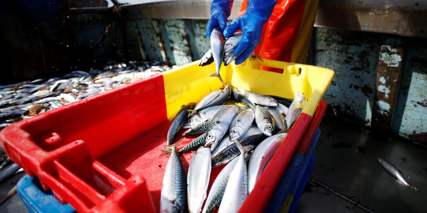 Le maquereau s’effondre dans l’Atlantique Nord-Est, les niveaux de capture en très forte baisse pour 2026
