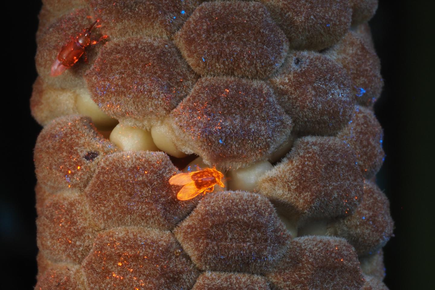 Des plantes archaïques attirent les pollinisateurs par la chaleur