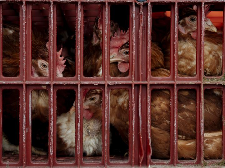 Des poules de race Lohmann Brown dans leurs cages, à Milhaud (Gard), le 12 décembre 2025.