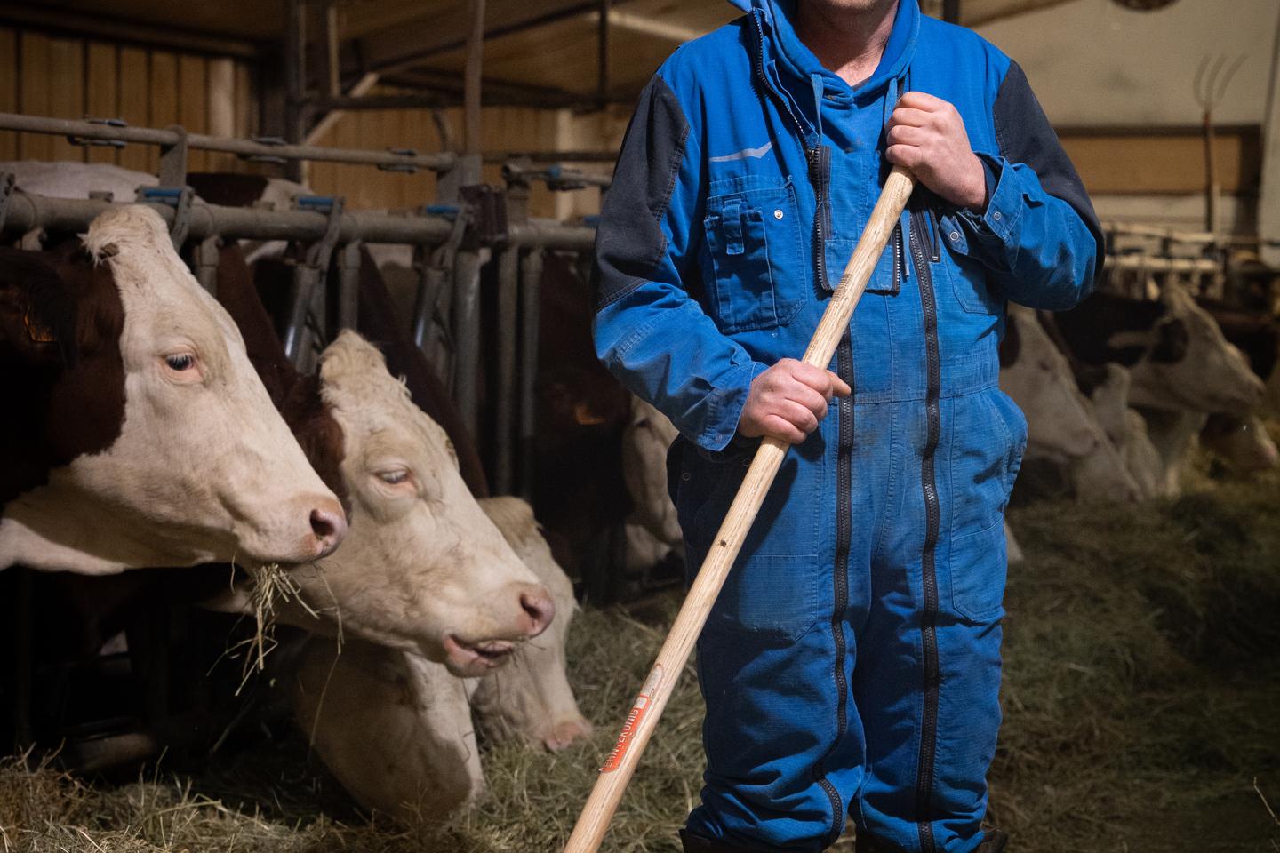 Dermatose nodulaire contagieuse : en Haute-Savoie, ces éleveurs qui se relèvent après l’abattage de leurs vaches Dermatose nodulaire contagieuse : en Haute-Savoie, ces éleveurs qui se relèvent après l’abattage de leurs vaches