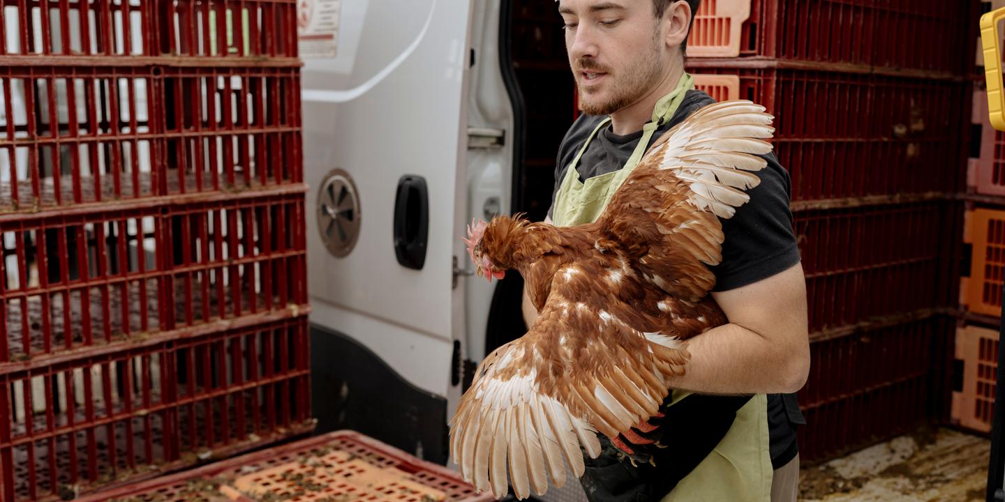 Avec des participants au dispositif « Adopte une poule » : « Pour moi c’est le geste qui compte, leur éviter l’abattoir »