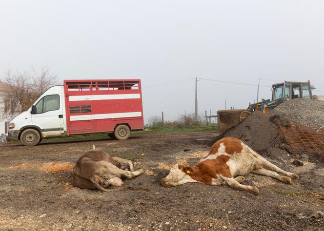 Deux vaches mortes sur lesquelles des prélèvements ont été effectués pour analyse afin de savoir si elles étaient touchées par la dermatose nodulaire contagieuse, dans un élevage à Banque (Haute-Garonne), le 14 décembre 2025.
