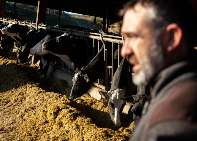 Une exploitation située dans un périmètre d’élevages bovins présentant des suspicions de contamination à la dermatose nodulaire contagieuse, à Saint-André (Haute-Garonne), le 14 décembre 2025.