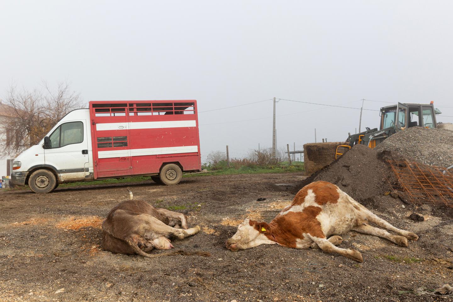 Dermatose : l’Etat veut « intensifier » son soutien à la recherche sur la maladie, à défaut de revoir le protocole d’abattage