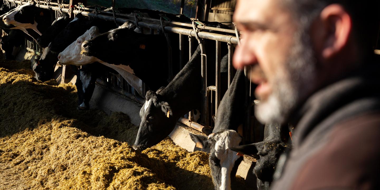 « Nous avons 4 000 bêtes à vacciner » : en Haute-Garonne, des vétérinaires en première ligne contre la dermatose nodulaire contagieuse