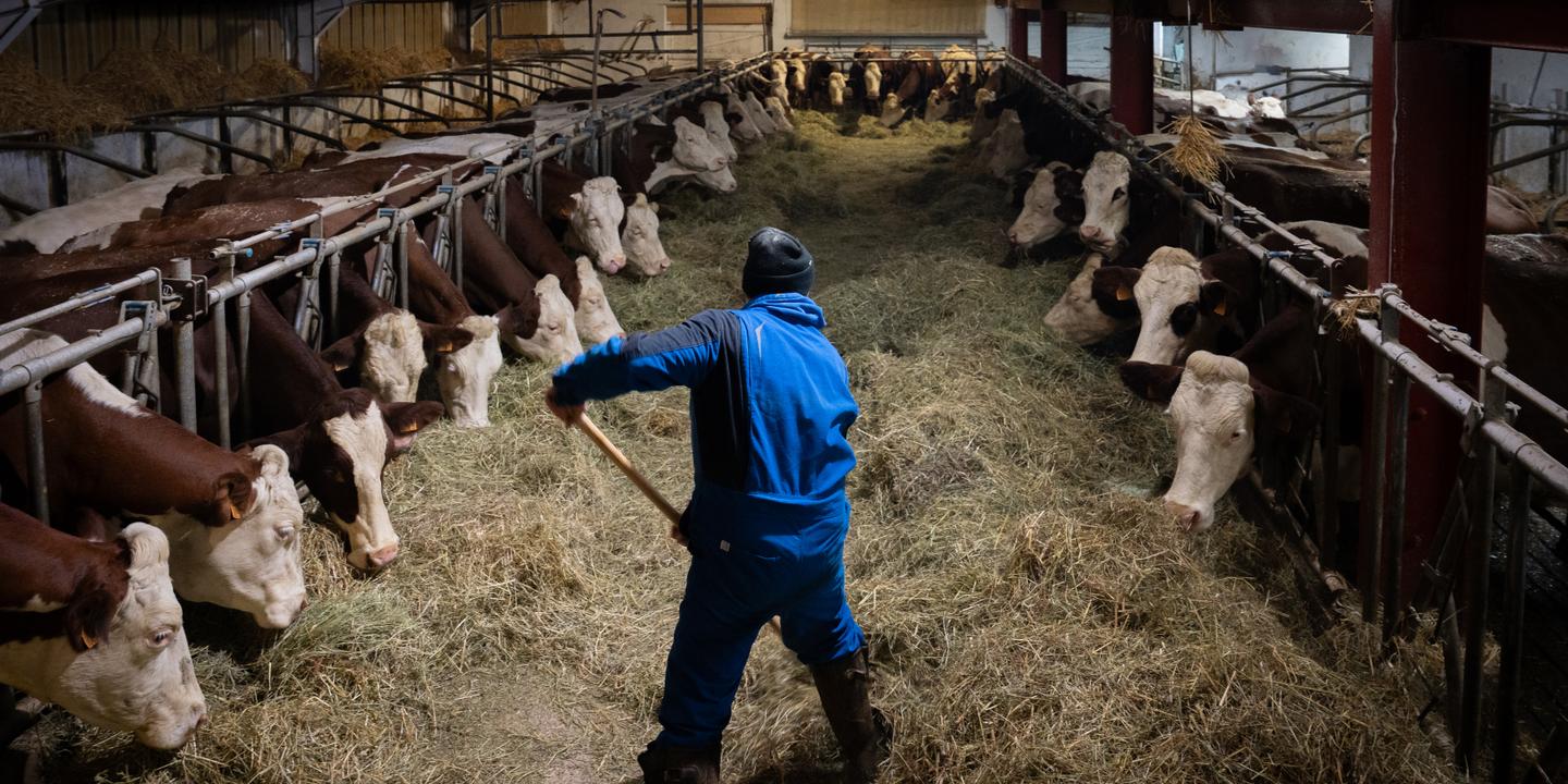 pour Annie Genevard, la vaccination est « un chemin d’espoir pour empêcher l’abattage des troupeaux » pour Annie Genevard, la vaccination est « un chemin d’espoir pour empêcher l’abattage des troupeaux »