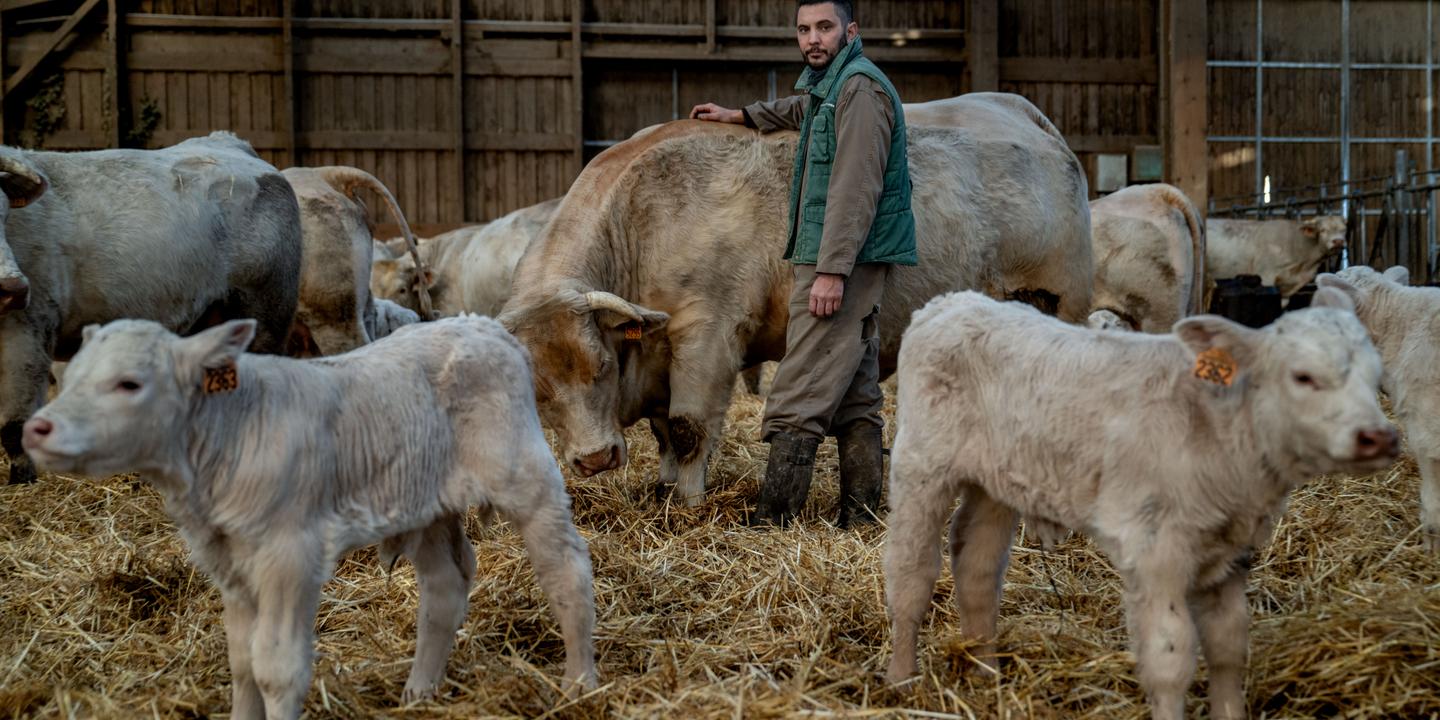 Dermatose nodulaire : dans l’Ain, « l’angoisse permanente » d’un éleveur face au blocage d’exportation