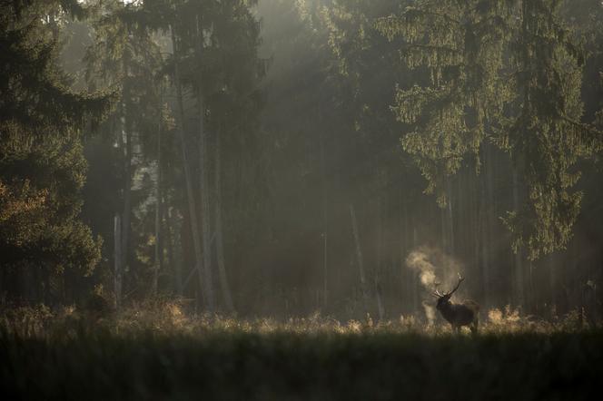 Image extraite du film « Le Chant des forêts », de Vincent Munier.