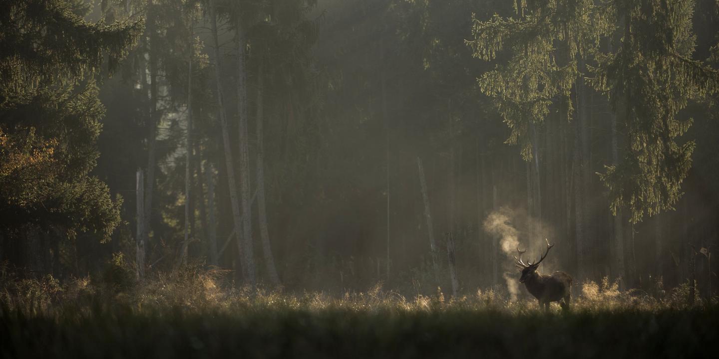 « Le Chant des forêts » : à l’écoute du monde animal qui peuple les bois