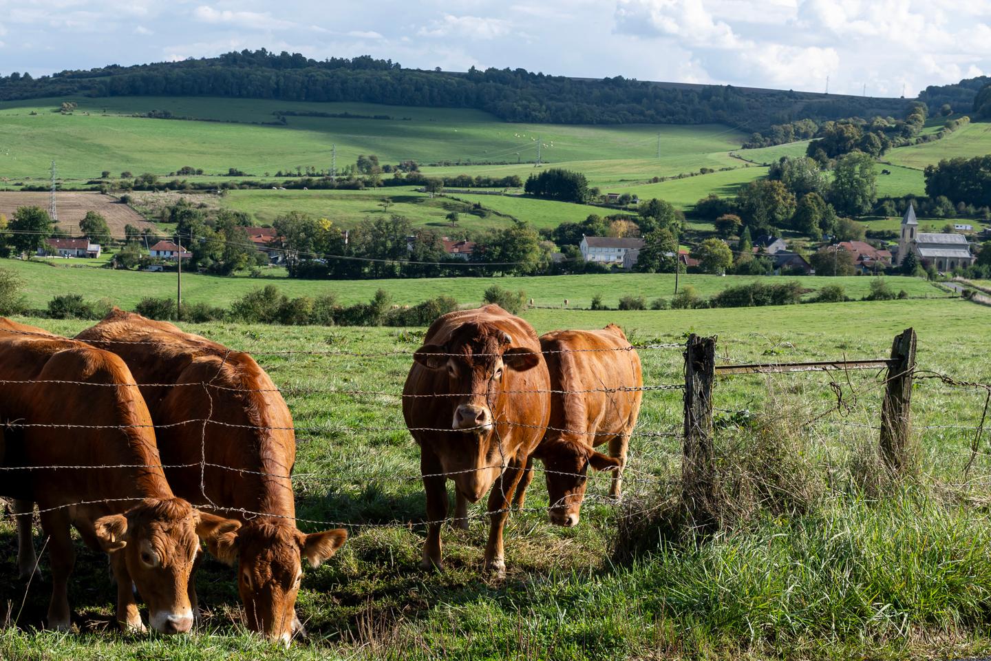Le poids économique de la filière bovine au cœur des débats sur la dermatose nodulaire