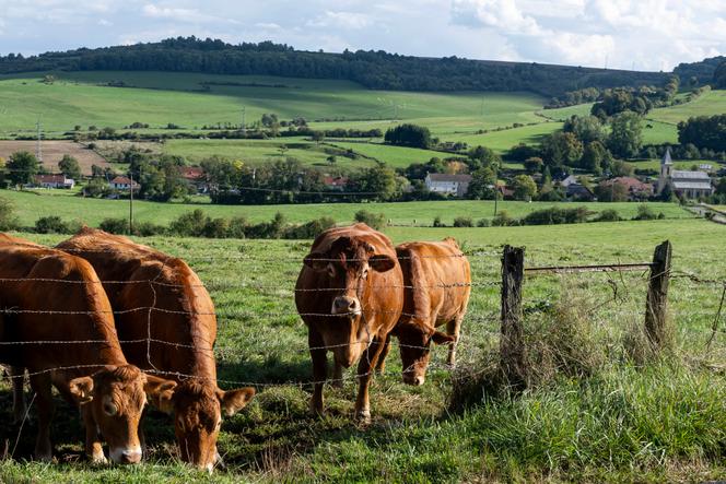 Dans un champ du village de Malandry (Ardennes), le 30 septembre 2025.