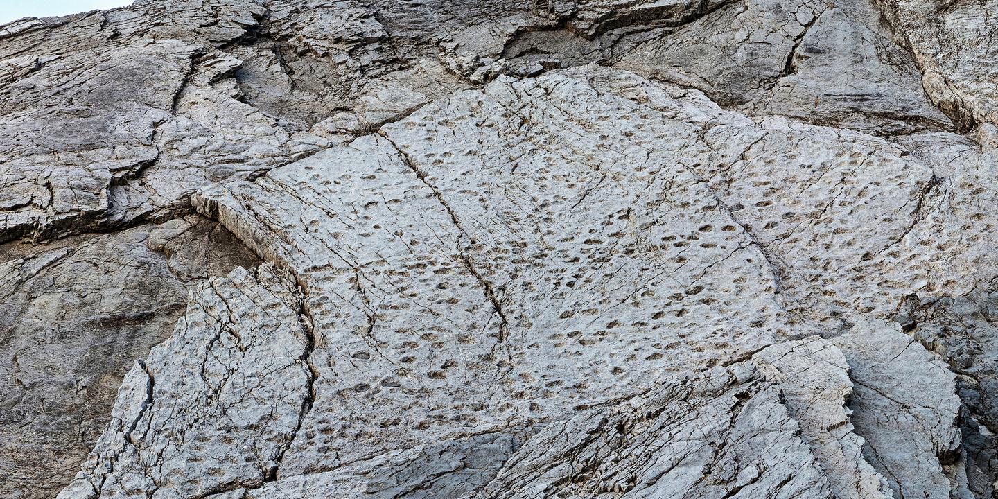 VIDEO Des milliers d’empreintes de dinosaures découvertes dans les Alpes italiennes