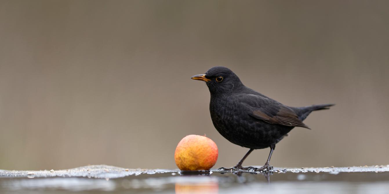 Chestnut trees in bloom, blackbirds singing: Nature faces the disruption of  seasonal cycles
