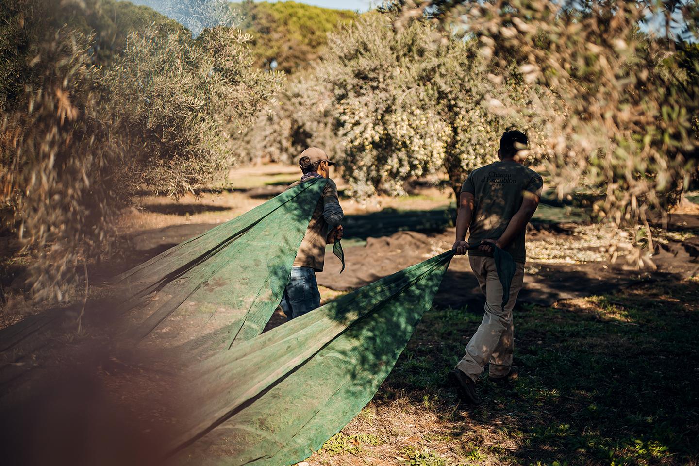 The new luxury olive oils: 'Visitors come with the same curiosity as for wine'