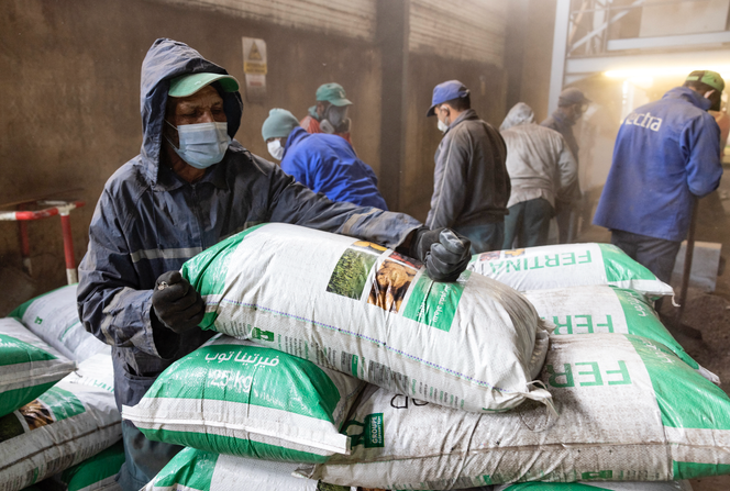 Des ouvriers remplissent des sacs d’engrais à l’usine Elephant vert de Meknès (Maroc), le 9 décembre 2021.