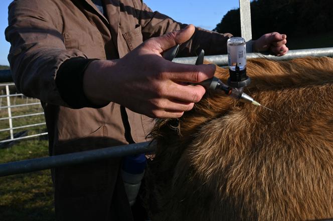 Vaccination d’une vache contre la dermatose nodulaire contagieuse, à Pomy (Aude), le&nbsp;17&nbsp;décembre&nbsp;2025.