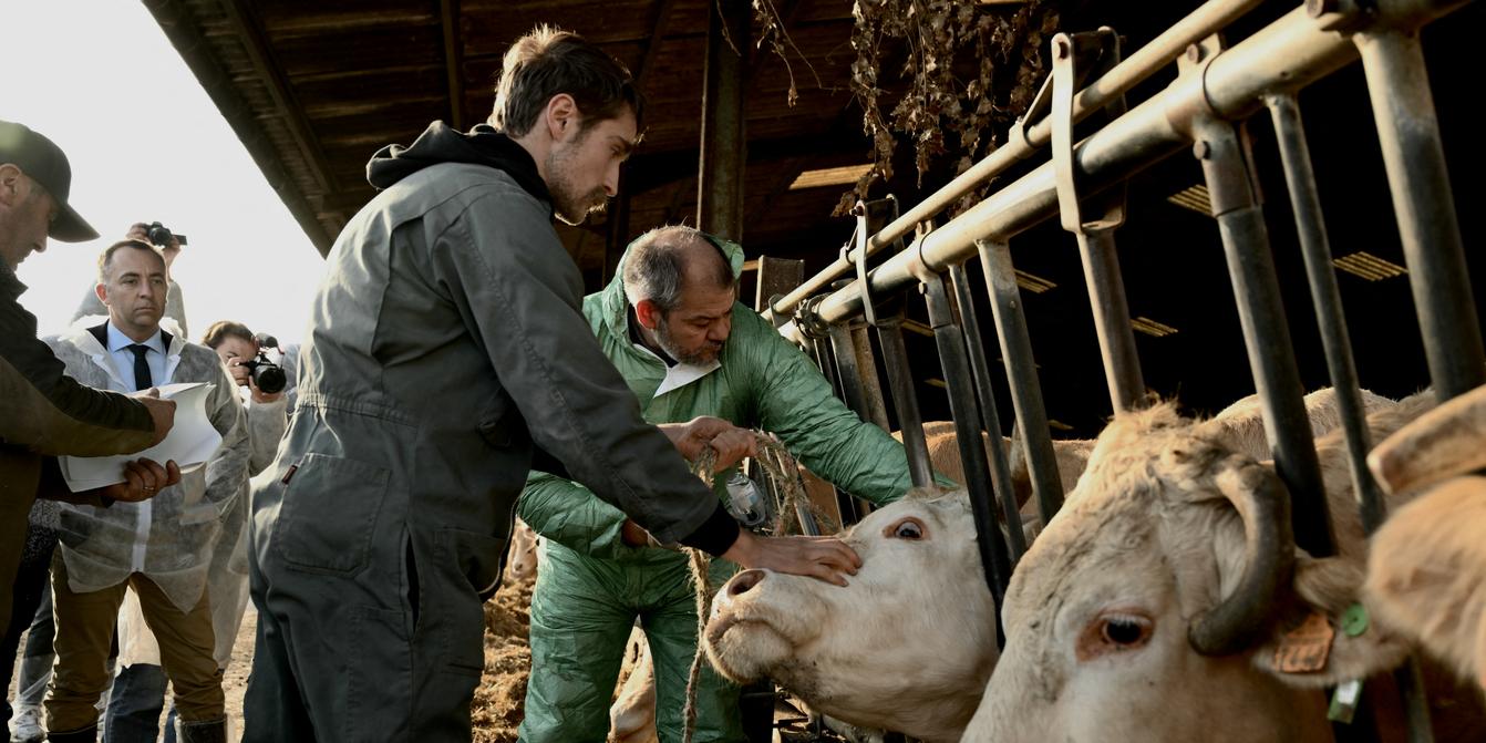 Bovine skin disease: Massive vaccination campaign pits some farmers against  veterinarians