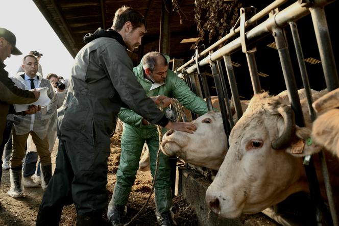 Le préfet des Pyrénées-Atlantiques, Jean-Marie Girier (à gauche), lors d’une vaccination de bovins contre la dermatose nodulaire contagieuse, à Riupeyrous, le 17 décembre 2025.