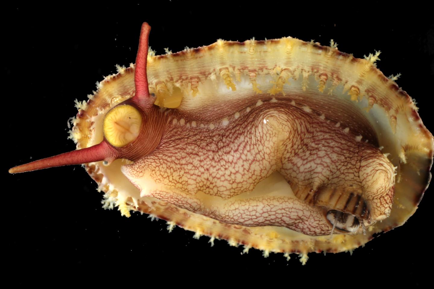 En Guadeloupe, une centaine d’espèces décrites pour la première fois après un inventaire scientifique