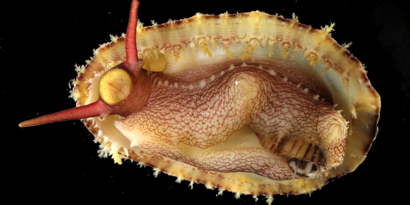 En Guadeloupe, une centaine d’espèces décrites pour la première fois après un inventaire scientifique