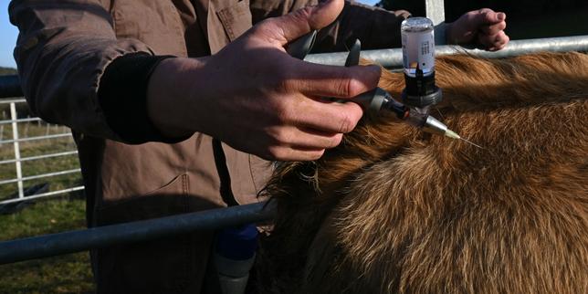 Lumpy skin disease: Why are French farms experiencing so many animal disease outbreaks?