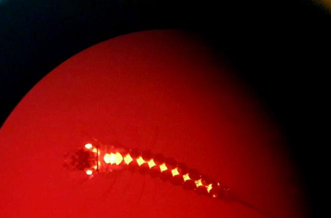 Une larve de moustique transgénique vue au microscope à l’Institut de santé d’Ifakara, en Tanzanie.