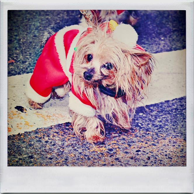 Journée de la SantaCon, la Convention des Pères Noël, dans le quartier de Midtown (Manhattan), à New York, le&nbsp;13&nbsp;décembre&nbsp;2025. 