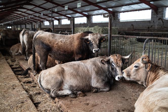 Le 17 décembre 2025 en Aveyron.