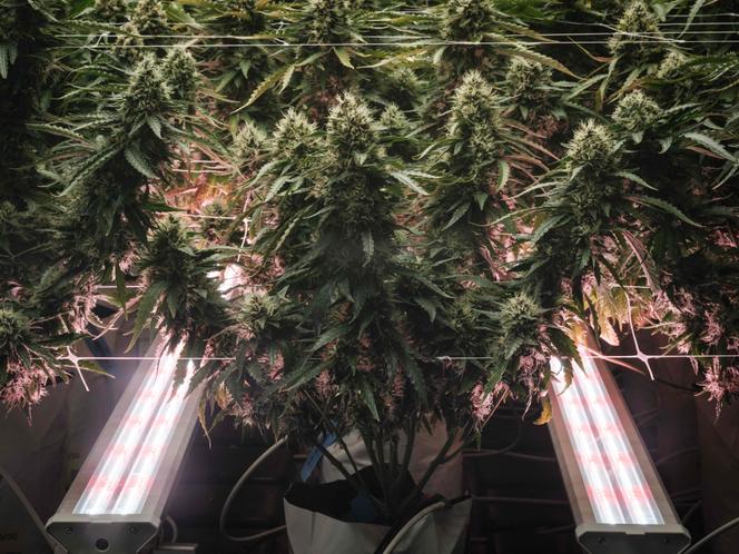 Du cannabis exposé dans une boutique à Cherokee, en Caroline du Nord, le 2 novembre 2024. 