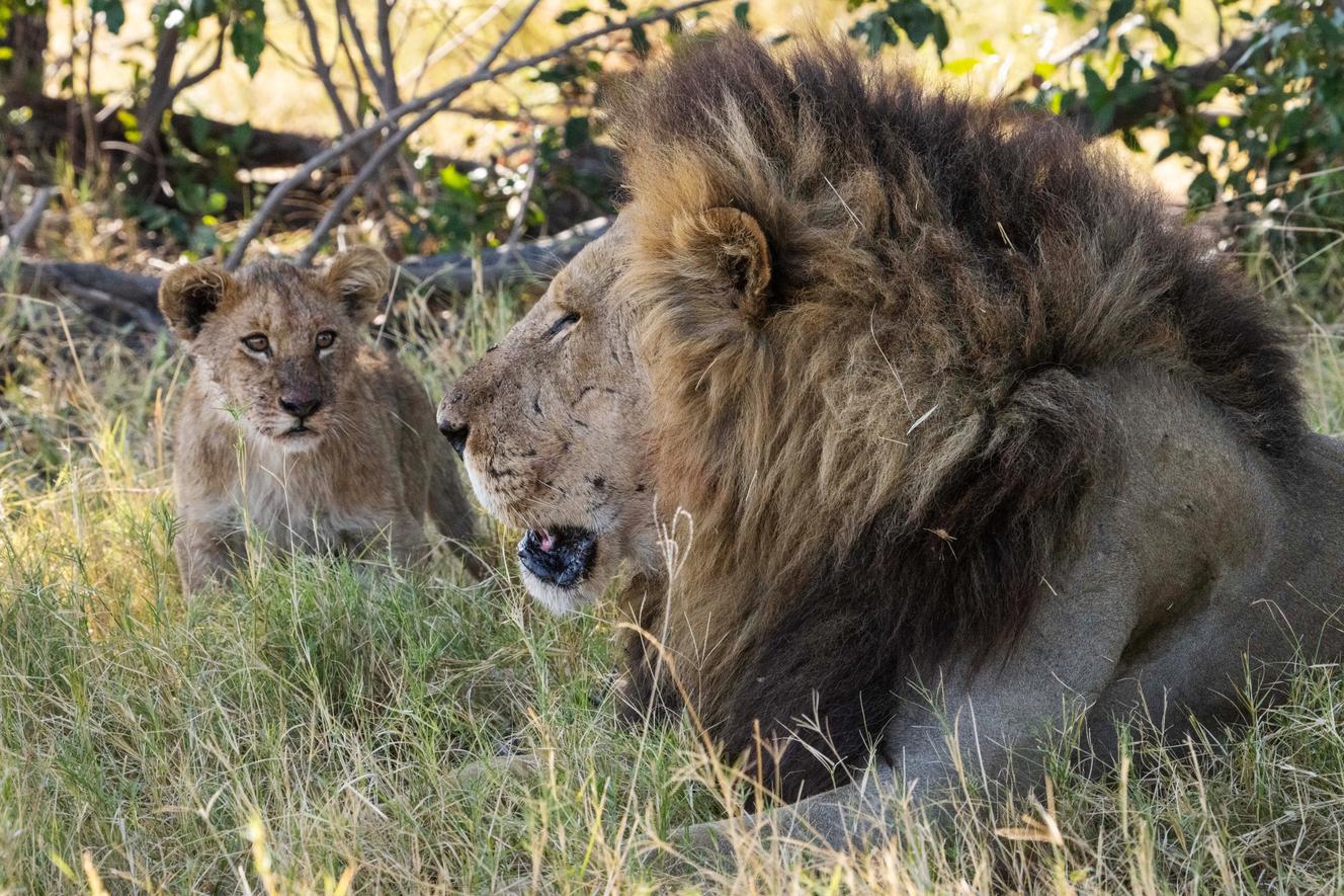 « Sur la terre des grands félins », sur France 5 : au plus près des lions, guépards et léopards du Botswana