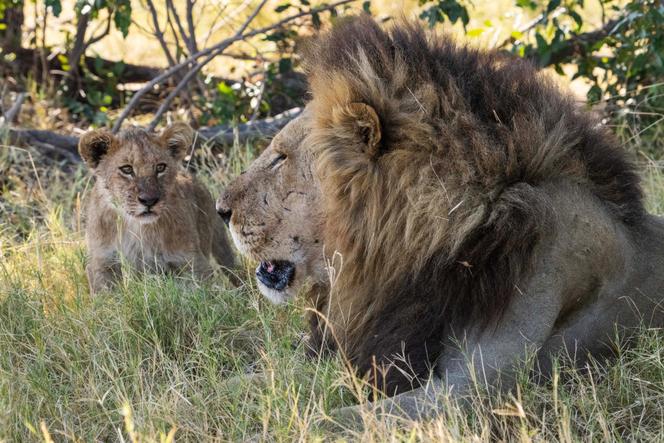 Une image montrant le lion Big Toe, extraite du documentaire « Sur la terre des grands félins », de Tom Jarvis et Rowan Crawford.