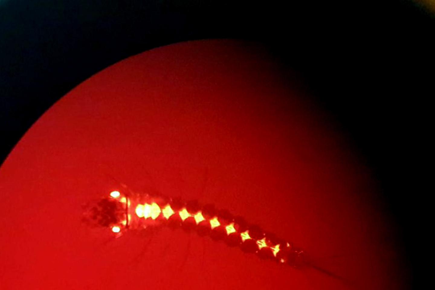 Contre le paludisme, le forçage génétique passe la première étape africaine