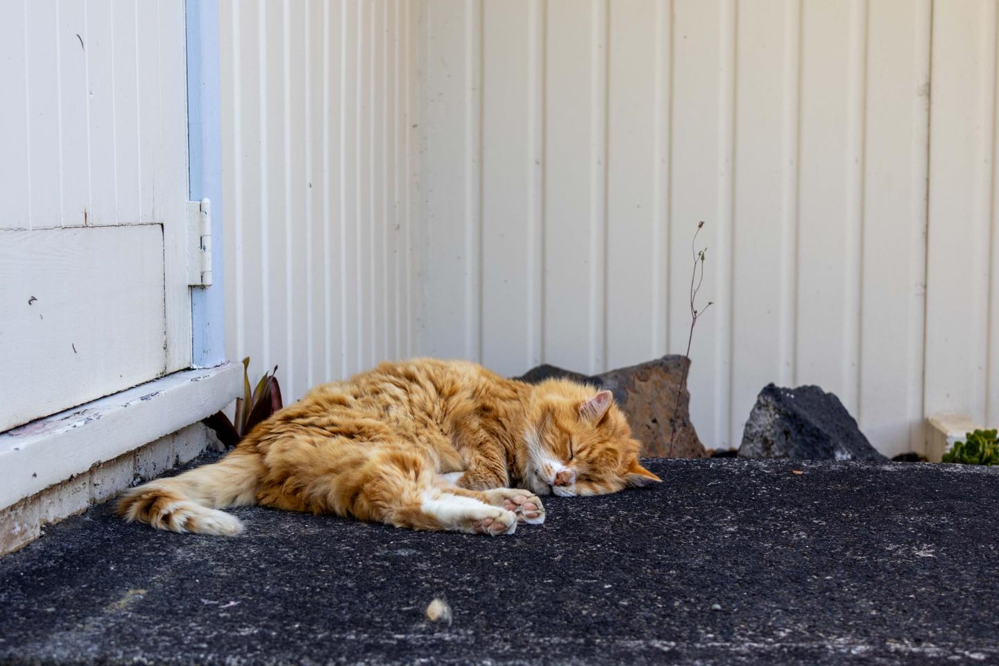 La Nouvelle-Zélande veut se débarrasser de ses chats sauvages La Nouvelle-Zélande veut se débarrasser de ses chats sauvages