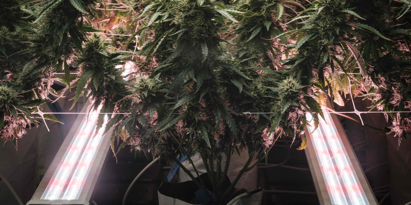 Donald Trump classifie la marijuana en drogue moins dangereuse mais rejette sa dépénalisation fédérale