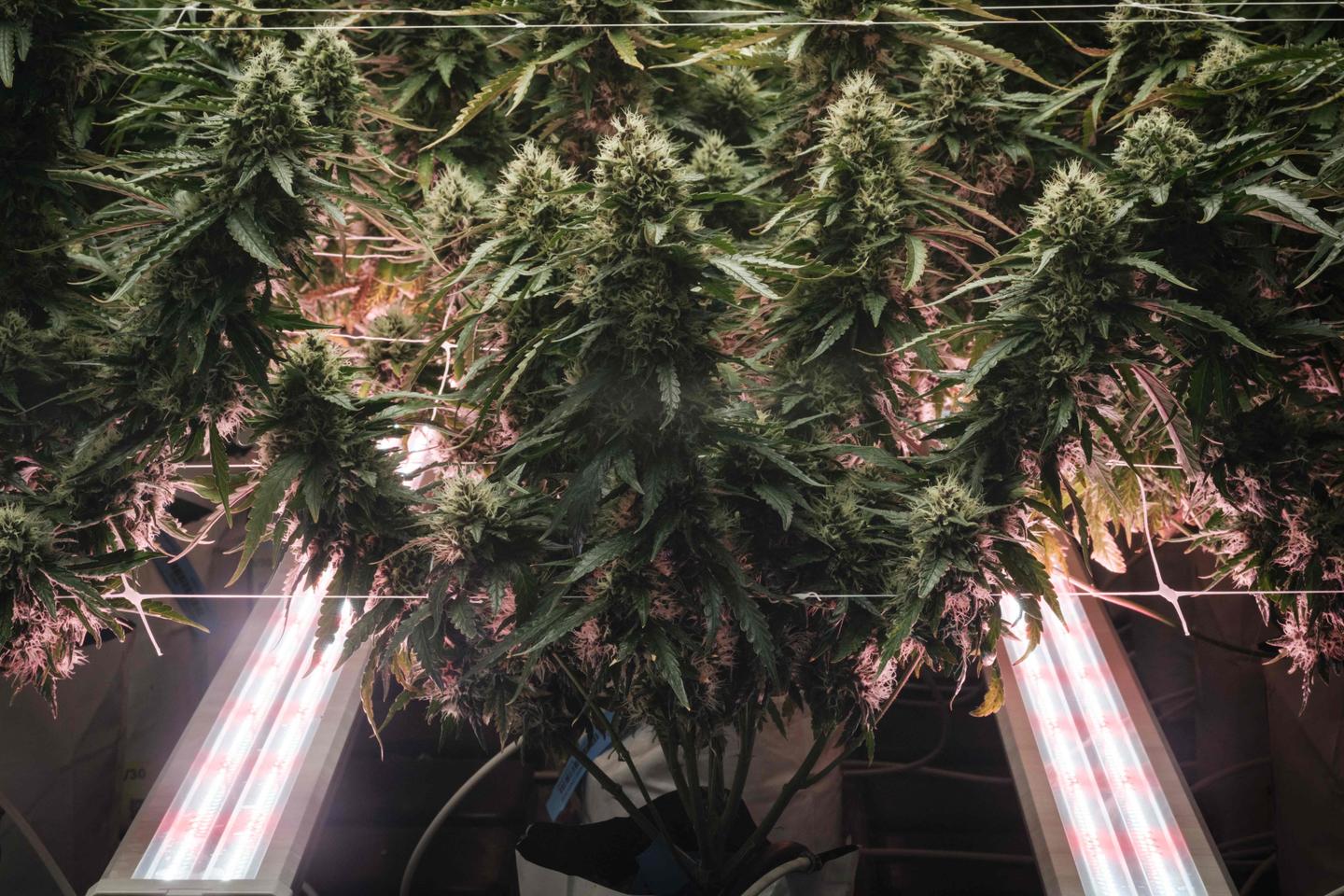 Donald Trump classifie la marijuana en drogue moins dangereuse mais rejette sa dépénalisation fédérale