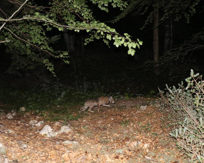 Le « loup de Valberg », relâché près de Lus-la-Croix-Haute (Drôme), dans la nuit du 4 août 2020.