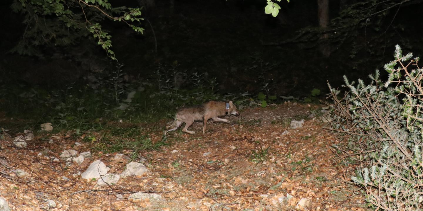Présumé mort après avoir disparu mystérieusement, le « loup de Valberg » a vécu plusieurs années dans la Drôme avant d’être abattu en mars