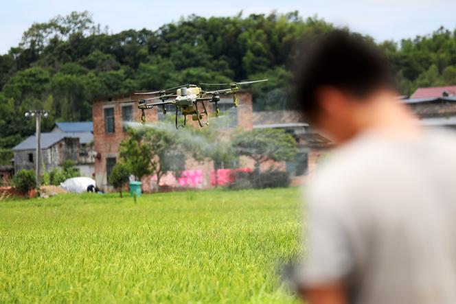 Un ouvrier agricole utilise un drone pour pulvériser des pesticides biologiques sur des rizières dans la commune de Liaojiang, dans la ville de Zixing, dans la province du Hunan (Chine), le 21&nbsp;juin 2024. 