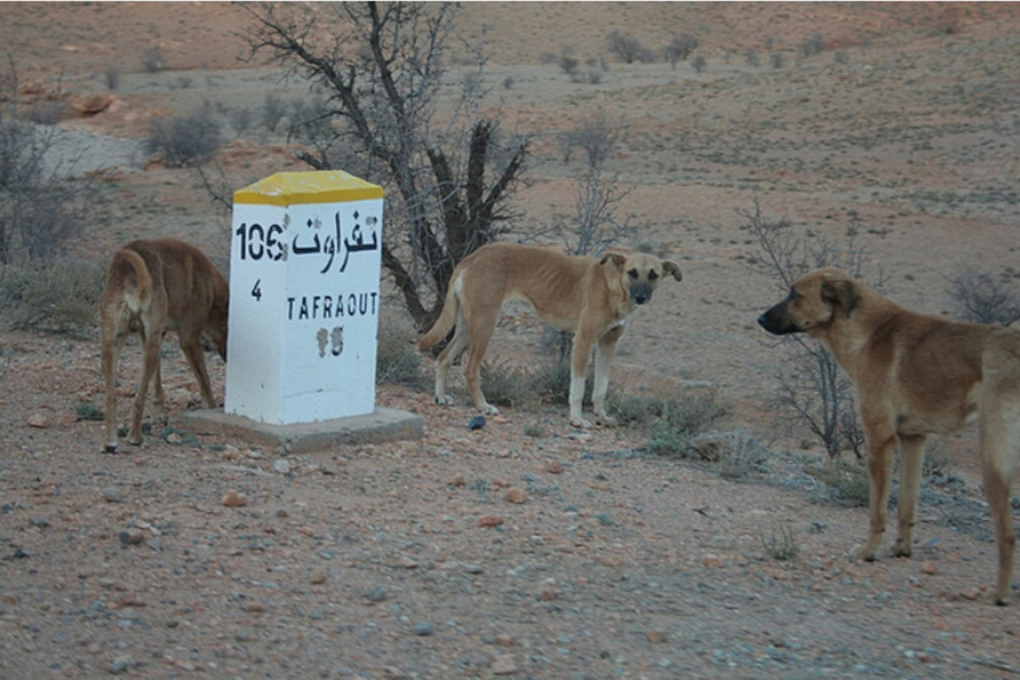 Un décès dû à la rage en France après une exposition au Maroc