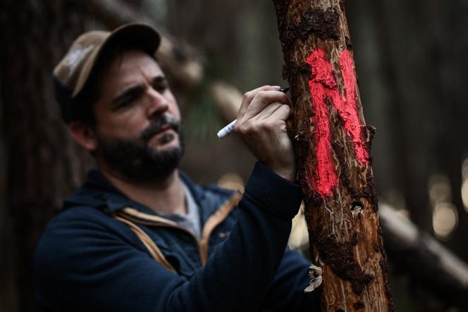 Des agents de la direction régionale de l’alimentation, de l’agriculture et de la forêt, lors d’opérations d’échantillonnage d’arbres après la détection d’un nématode du pin, à Seignosse (Landes), le 5 novembre 2025.