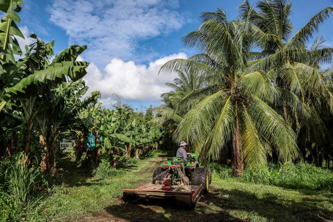 Dans une plantation de bananes à Basse-Pointe (Martinique), le 24 novembre 2022.