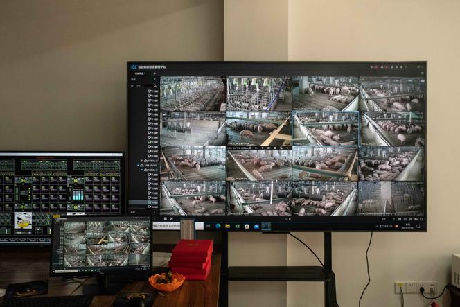 Dans les bureaux d’une ferme porcine de 26 étages construite par Hubei Zhongxin Kaiwei Modern Husbandry, à Ezhou (Hubei, Chine), le 10 janvier 2023.