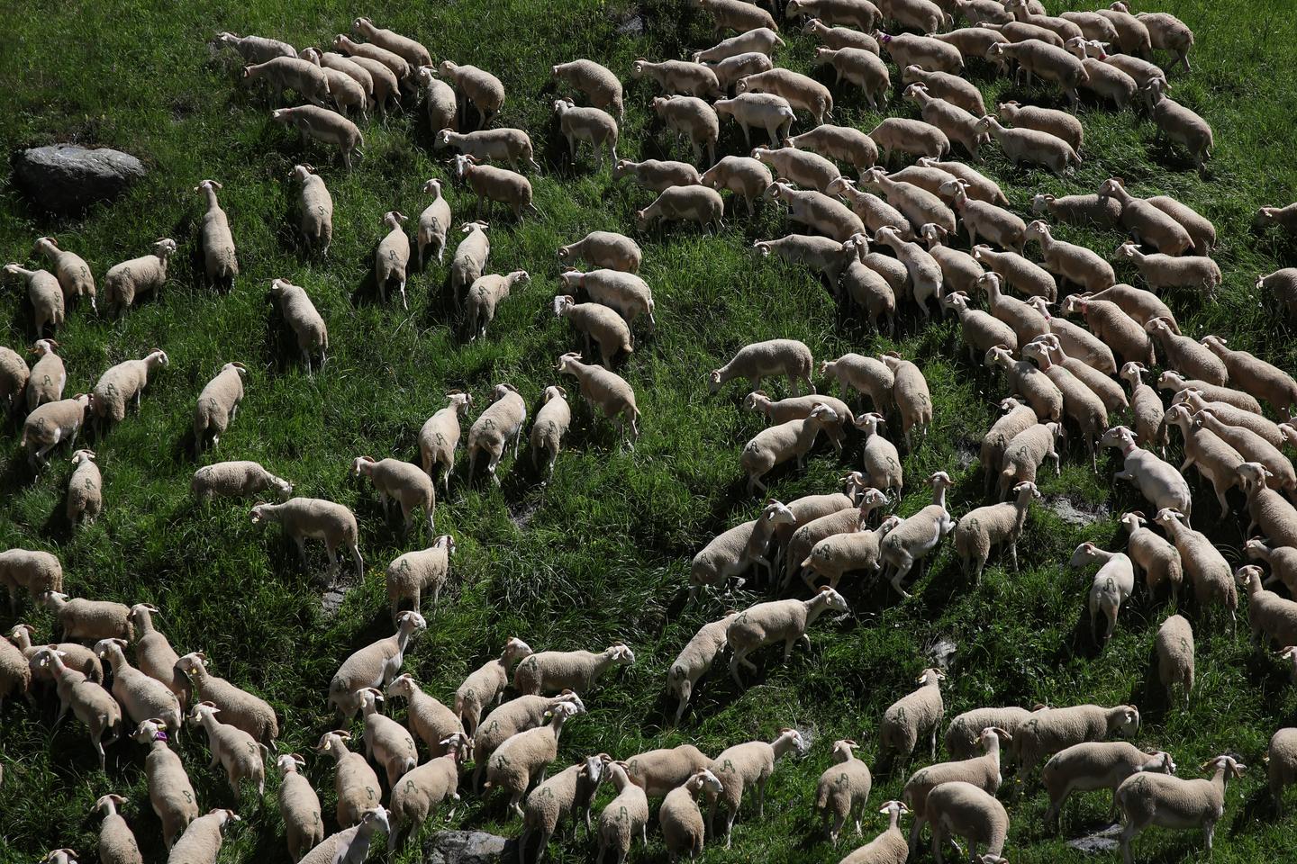 En Haute-Marne, un troupeau de brebis décimé, l’éleveur impute ce « massacre » au loup