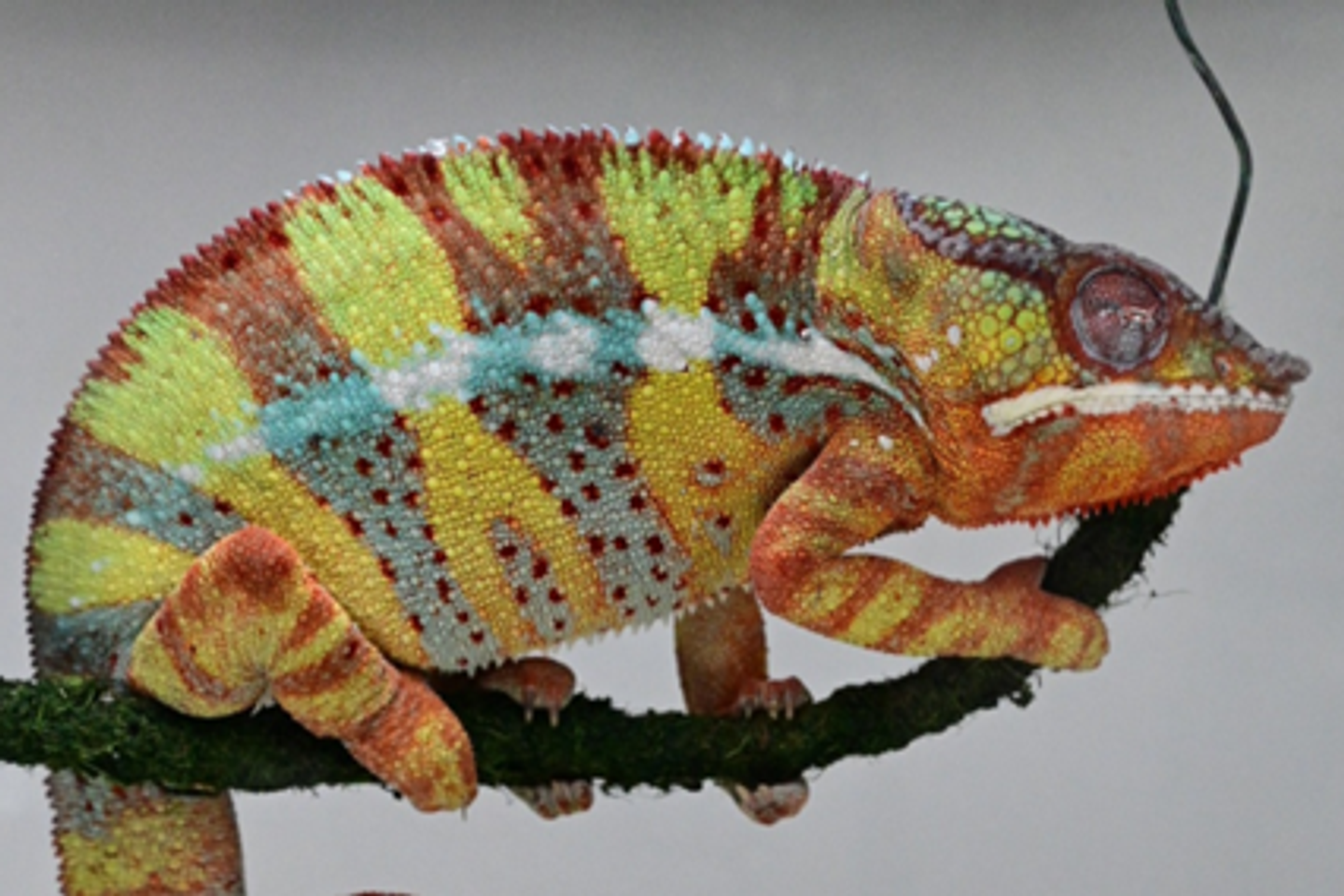 Sommeil : nous partageons avec les reptiles un rythme essentiel « ultralent »