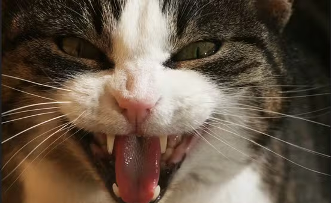 Chat domestique montrant les crocs. 