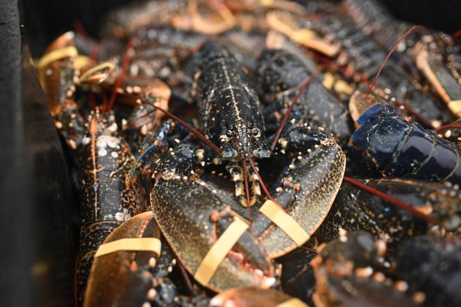 Des homards vendus par un grossiste dans le port de Bridlington, au nord-est de l’Angleterre, le 21 décembre 2020.